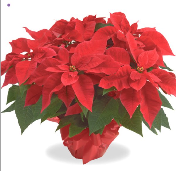 画像1: 【※12月限定】ポインセチア(鉢物) (1)