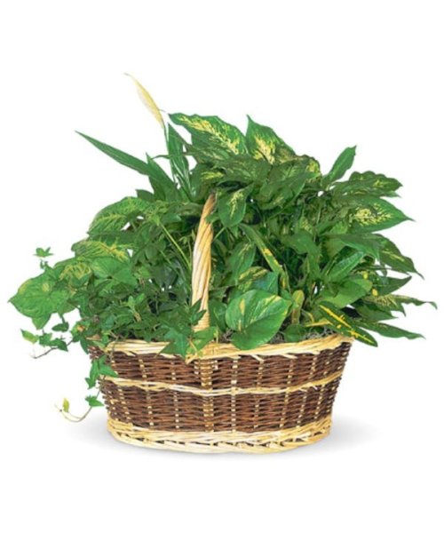 画像1: ディッシュガーデンバスケット (1)