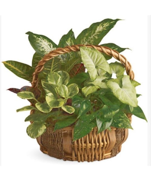 画像1: カナダ ギフト｜エメラルドガーデンバスケット (1)