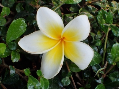 フィリピンの花贈り文化