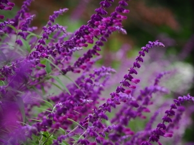 リラックス効果のアロマオイル