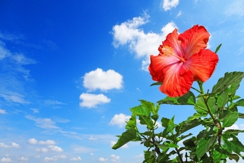 夏の花